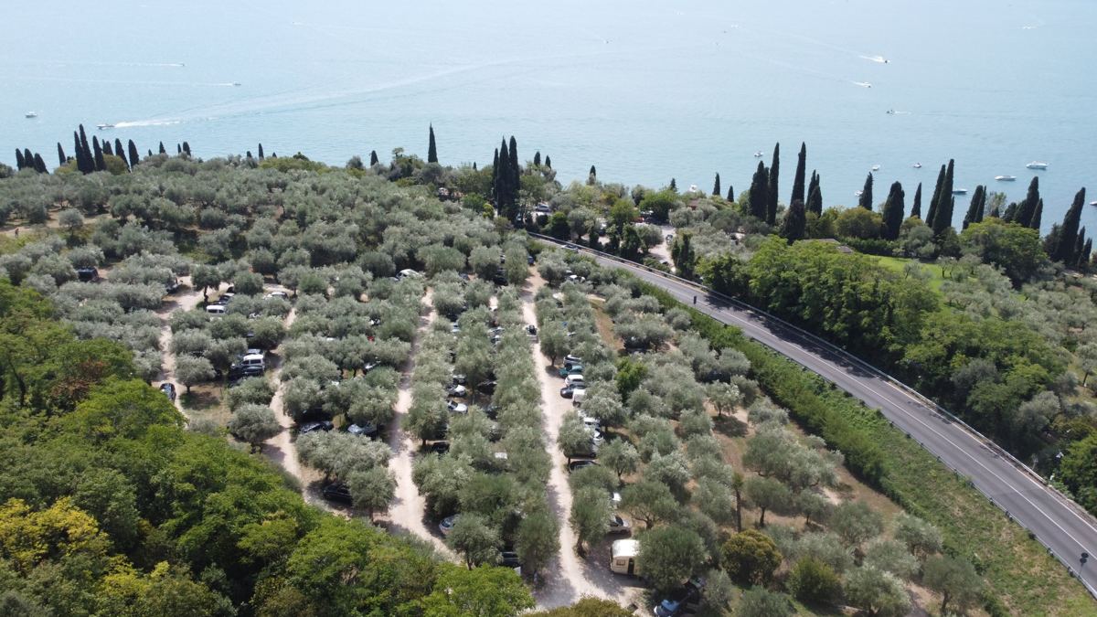 Auto parcheggiate tra i filari di ulivi, vista dall’alto